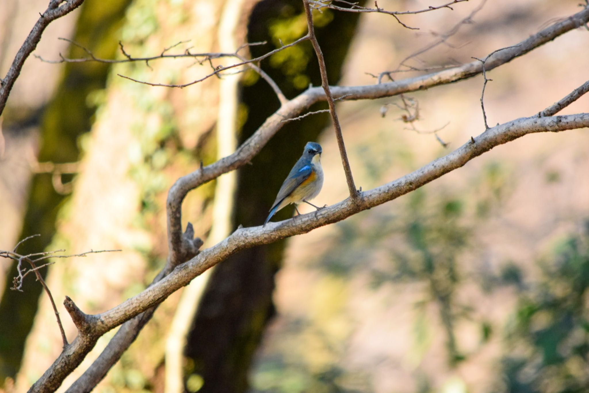 都立狭山公園 ルリビタキの写真 by naturedrop