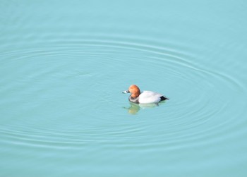 ホシハジロ 都立狭山公園 2021年2月21日(日)