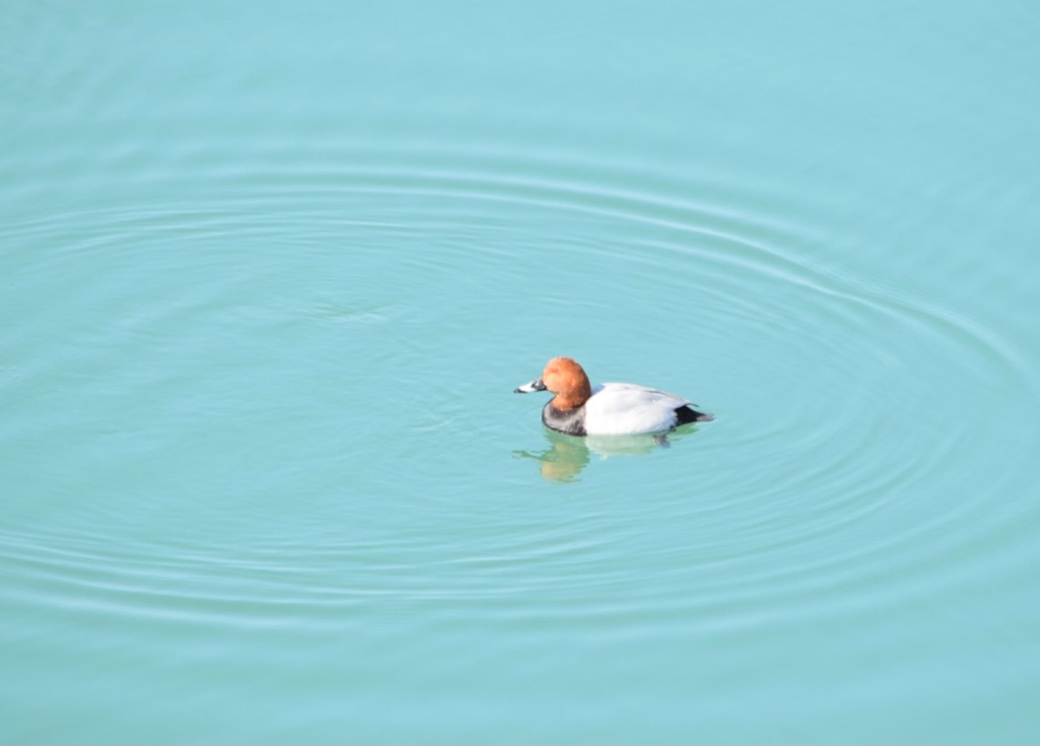 都立狭山公園 ホシハジロの写真 by naturedrop