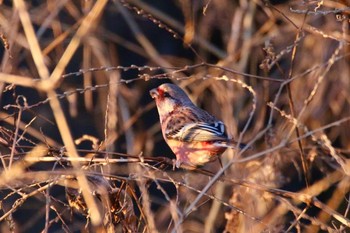 Siberian Long-tailed Rosefinch さくら草公園 Thu, 1/12/2017