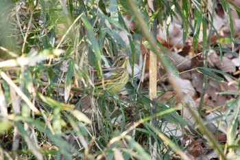 アオジ 都立狭山公園 2021年2月21日(日)