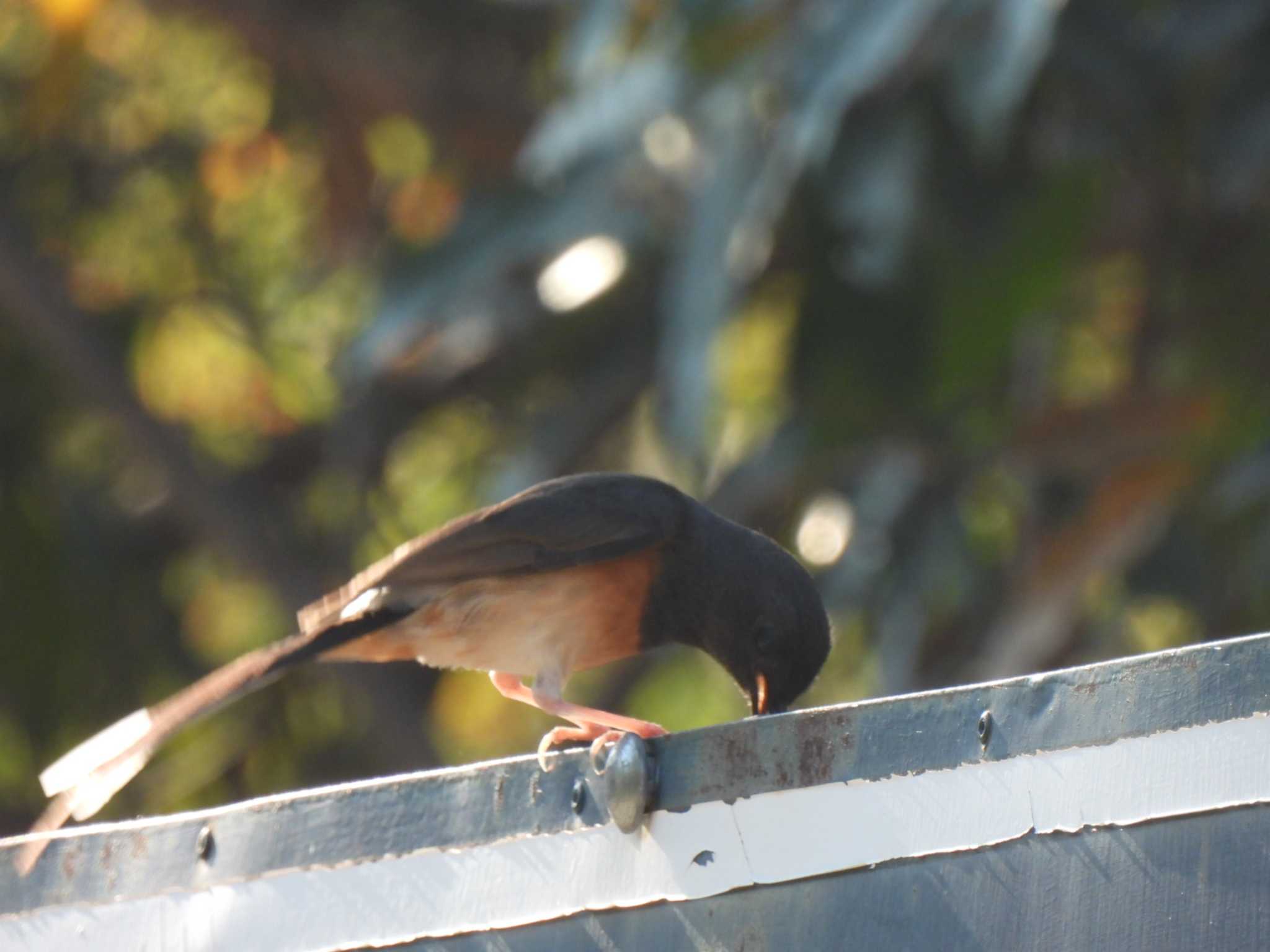 White-rumped Shama