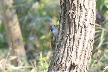 2021年2月21日(日) 生田緑地の野鳥観察記録