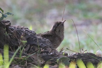 アリスイ 平磯緑地公園 2021年2月21日(日)