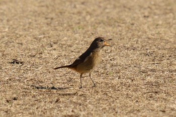 ジョウビタキ 生田緑地 2021年2月21日(日)