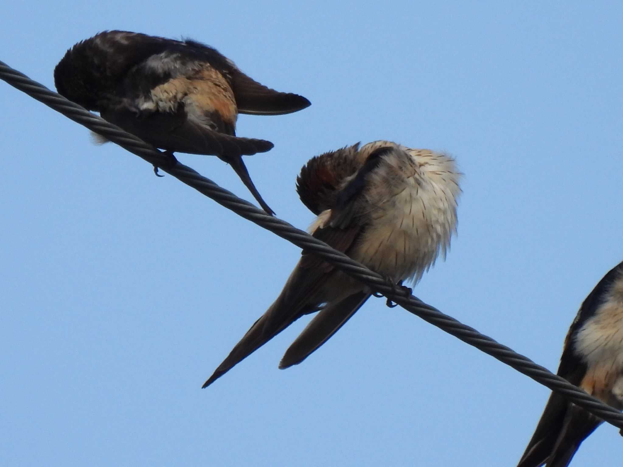 Red-rumped Swallow