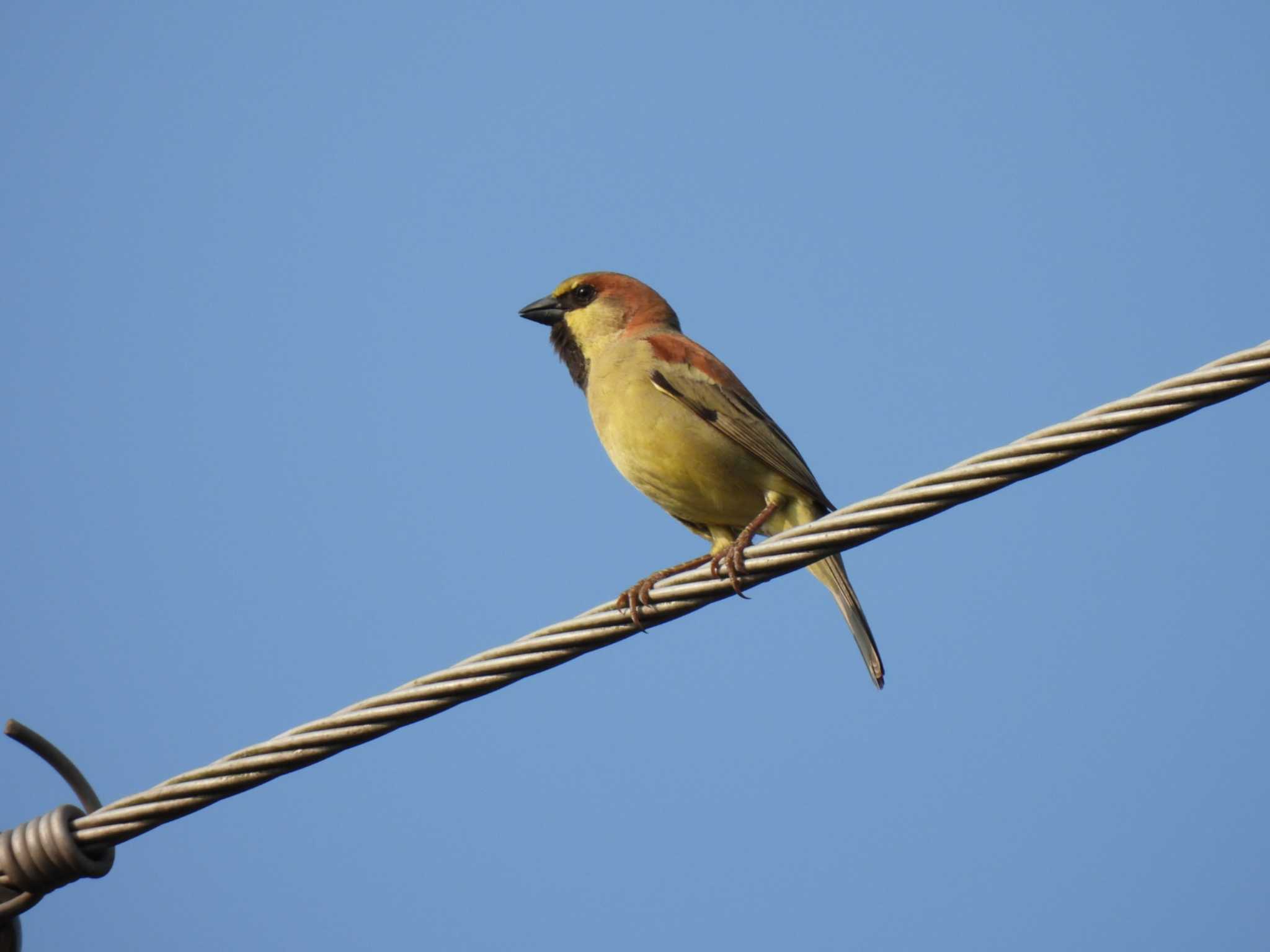 Photo of Plain-backed Sparrow at Kaeng Krachan National Park by span265