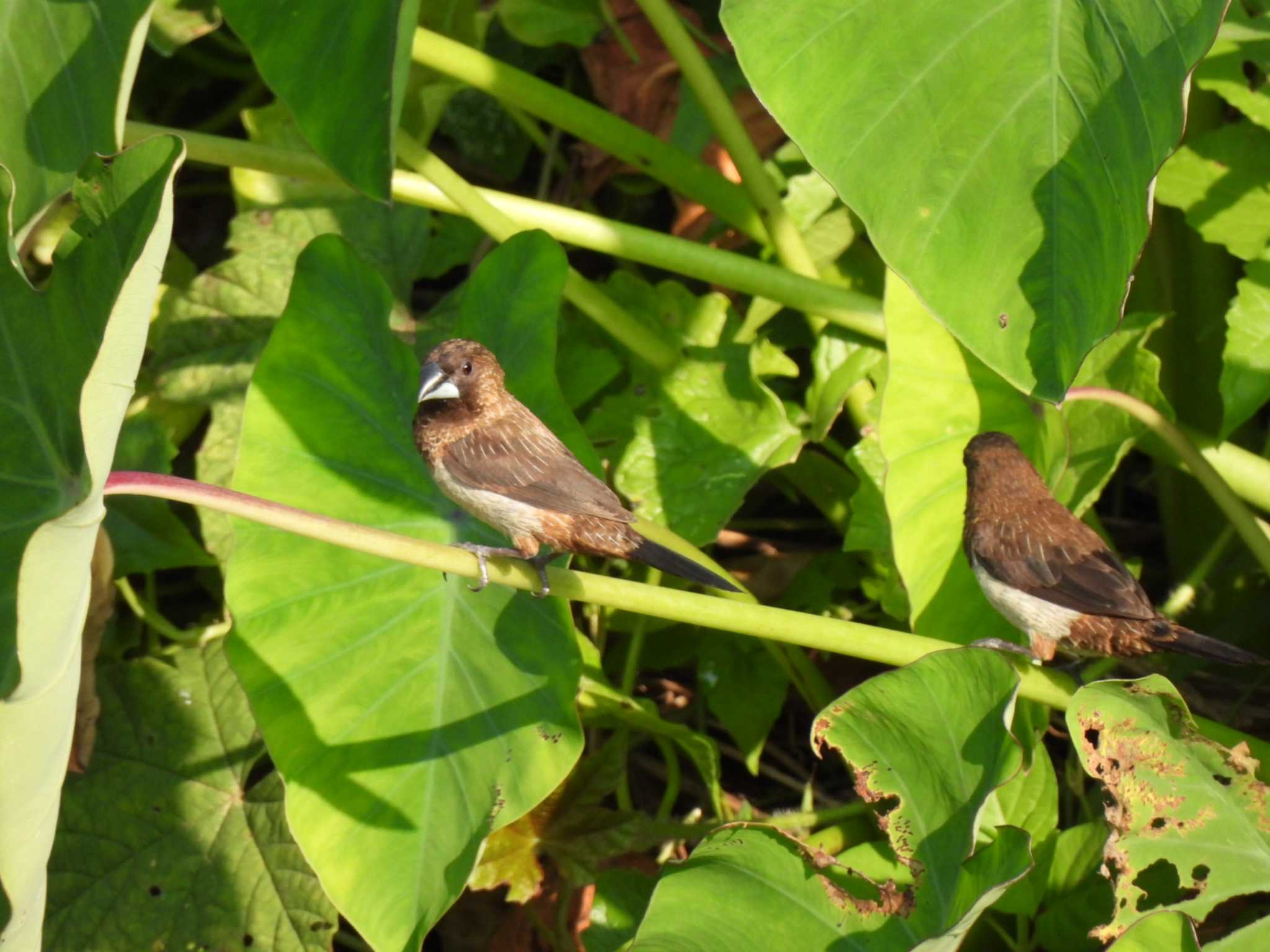 White-rumped Munia