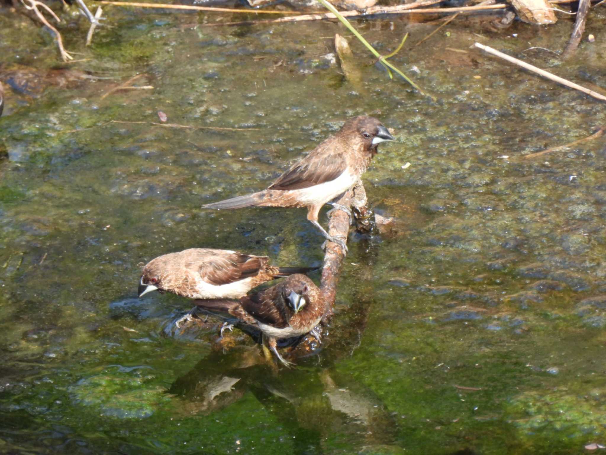 White-rumped Munia