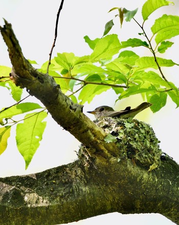 コサメビタキ 群馬県 2016年5月22日(日)