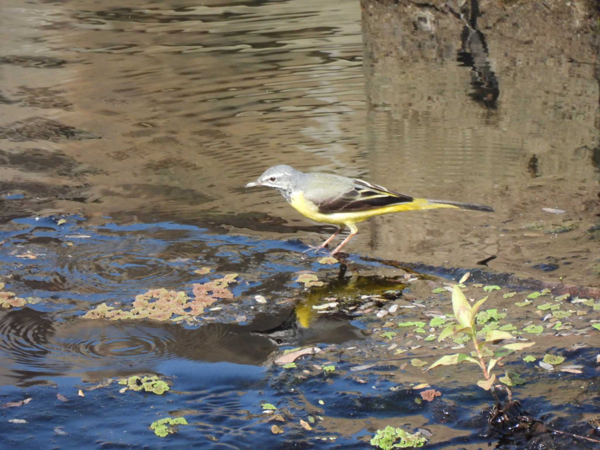 Eastern Yellow Wagtail