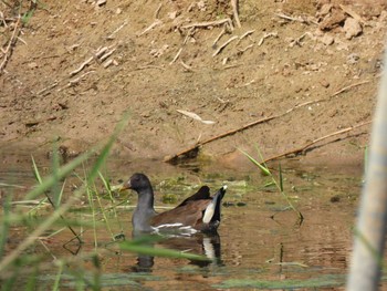 2021年2月16日(火) ケーン・クラチャン国立公園の野鳥観察記録