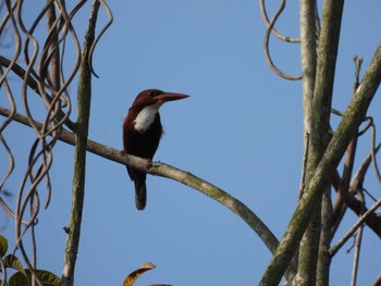 White-throated Kingfisher Kaeng Krachan National Park Tue, 2/16/2021