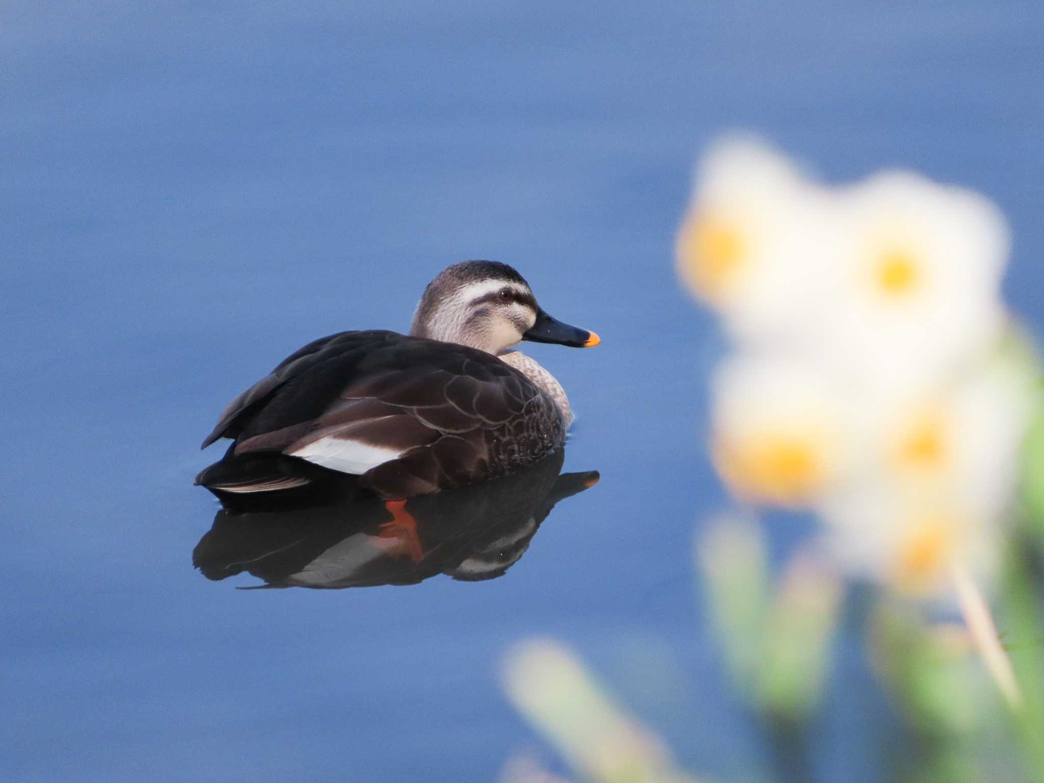 春日部市 カルガモの写真