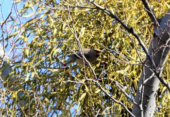 Japanese Waxwing Higashitakane Forest park Sat, 2/20/2021