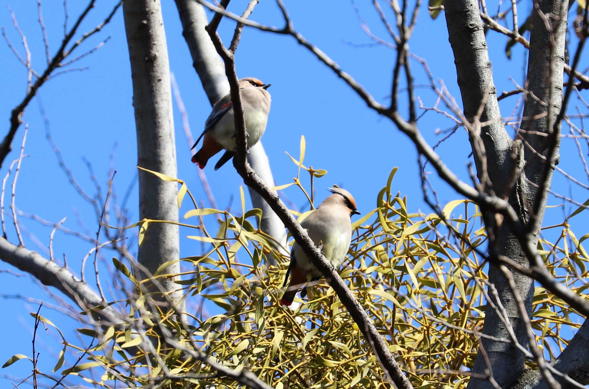 Photo of Japanese Waxwing at Higashitakane Forest park by らうんでる