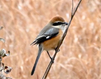 Bull-headed Shrike Sambanze Tideland Mon, 1/11/2021