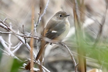 ジョウビタキ ふなばし三番瀬海浜公園 2021年1月11日(月)