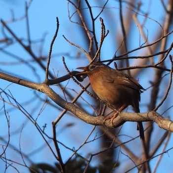2021年2月21日(日) 秋ヶ瀬公園付近の野鳥観察記録
