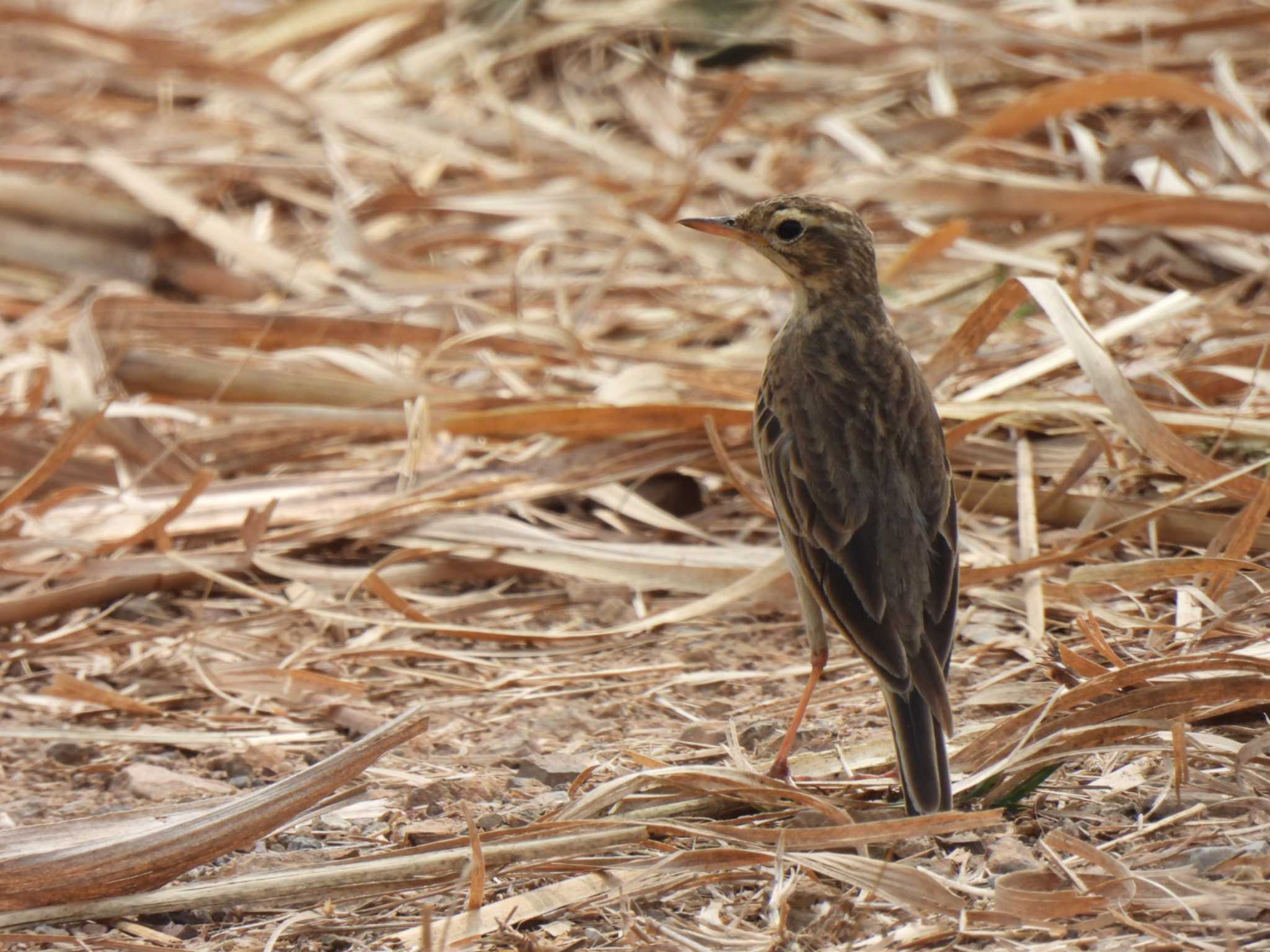 Photo of Richard's Pipit at Kaeng Krachan National Park by span265