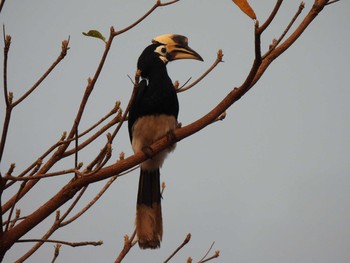 2021年2月17日(水) ケーン・クラチャン国立公園の野鳥観察記録