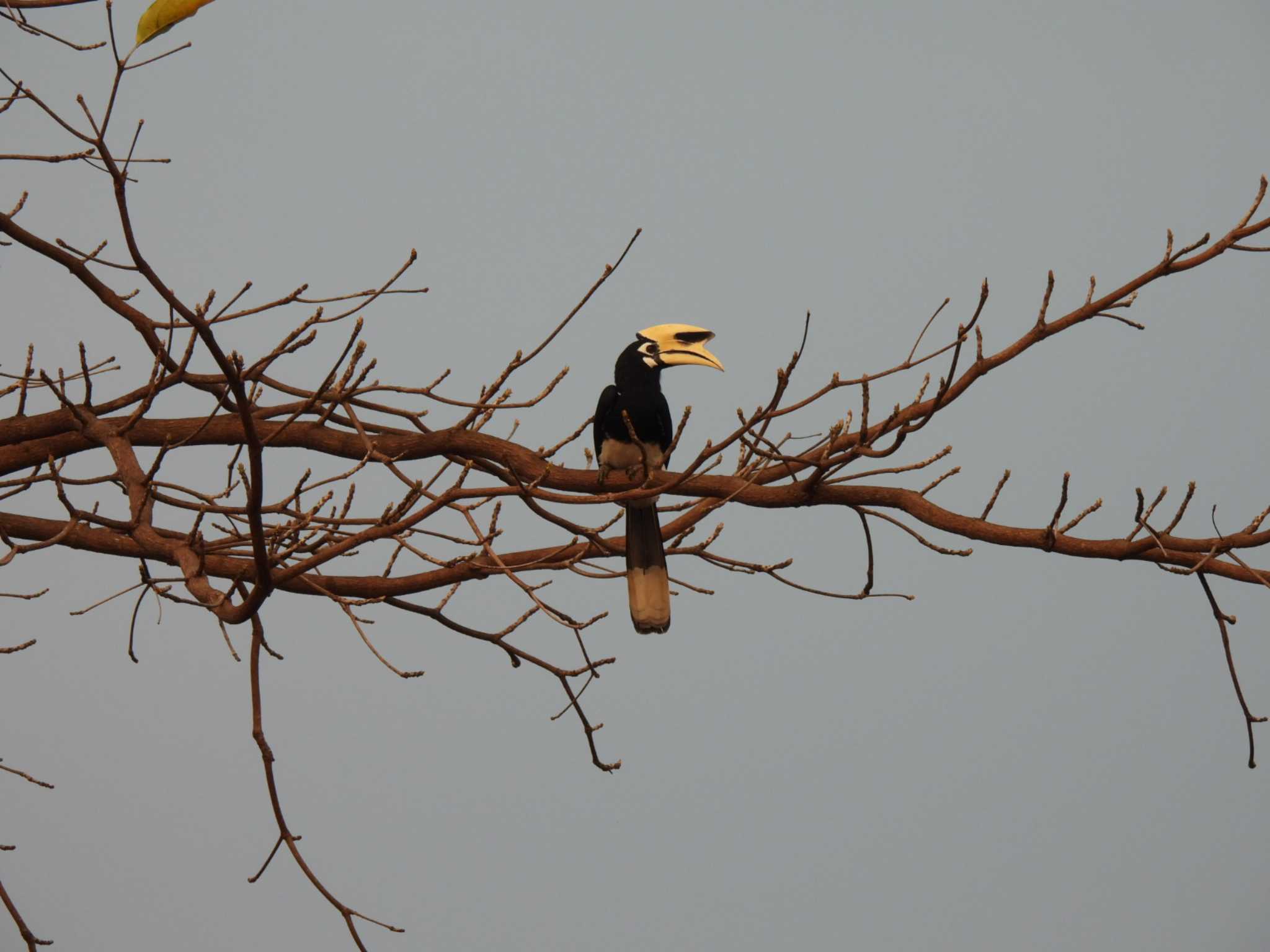 Oriental Pied Hornbill