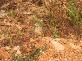 Indochinese Bush Lark Kaeng Krachan National Park Wed, 2/17/2021