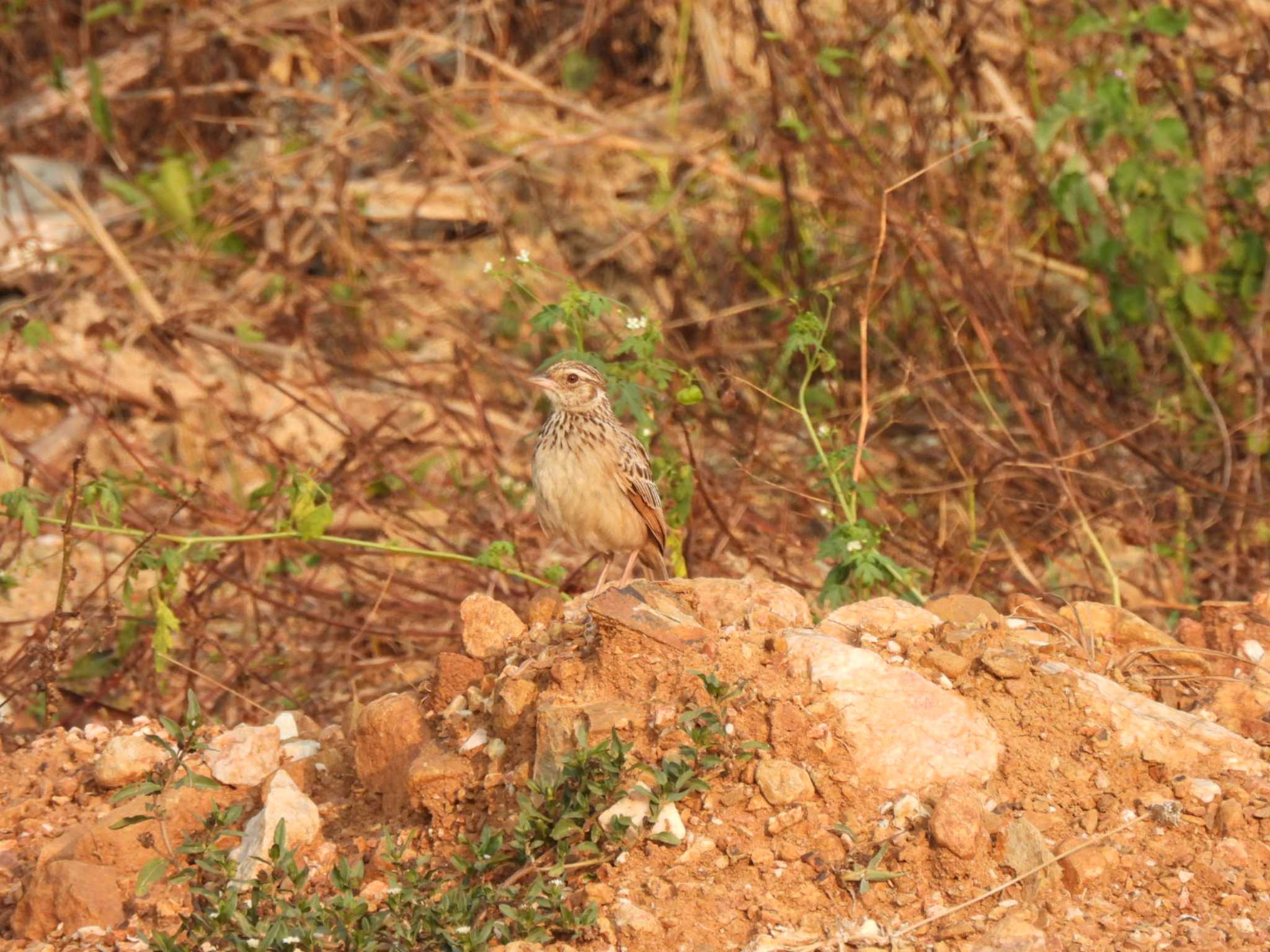 Indochinese Bush Lark