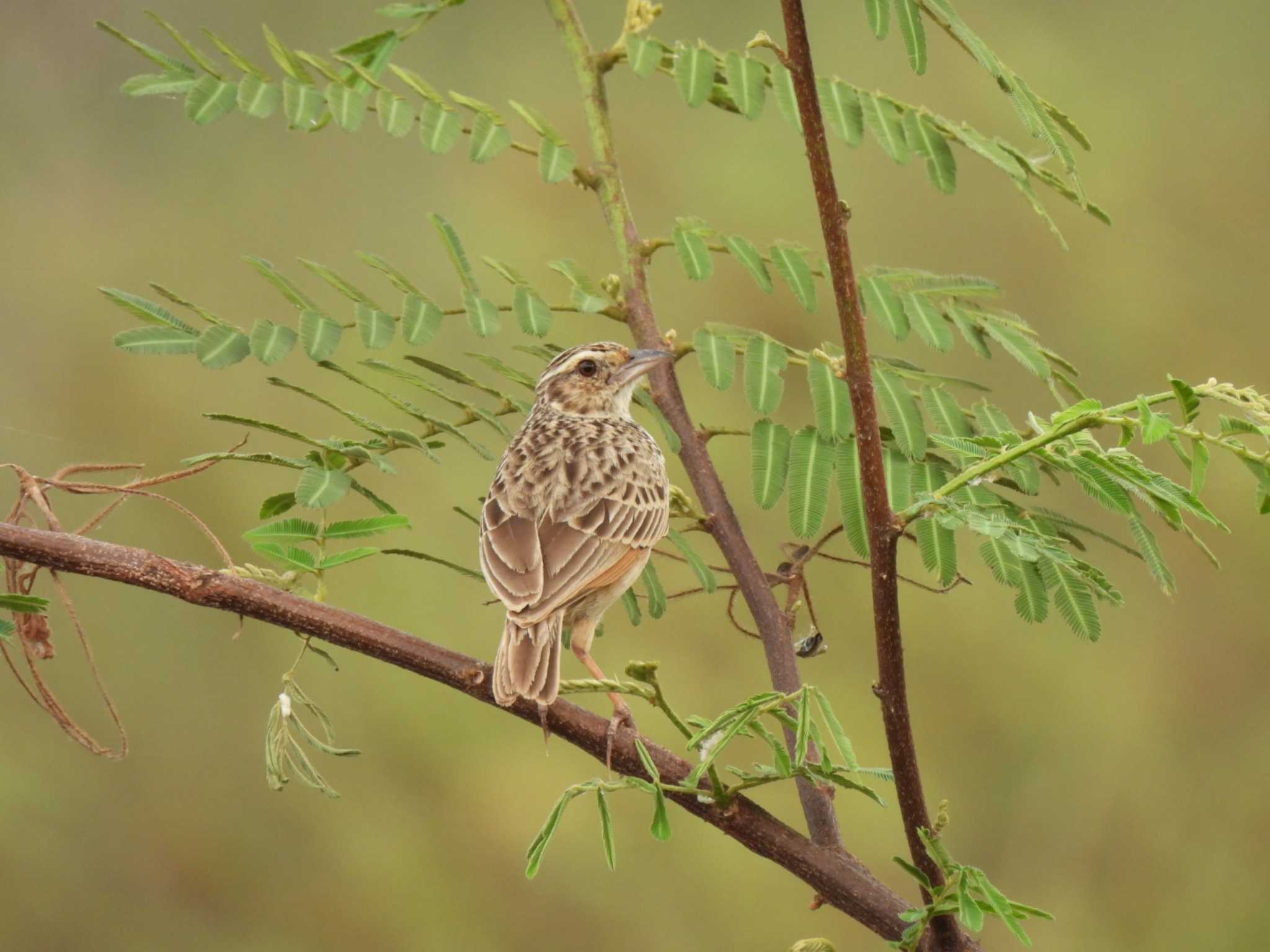 Indochinese Bush Lark