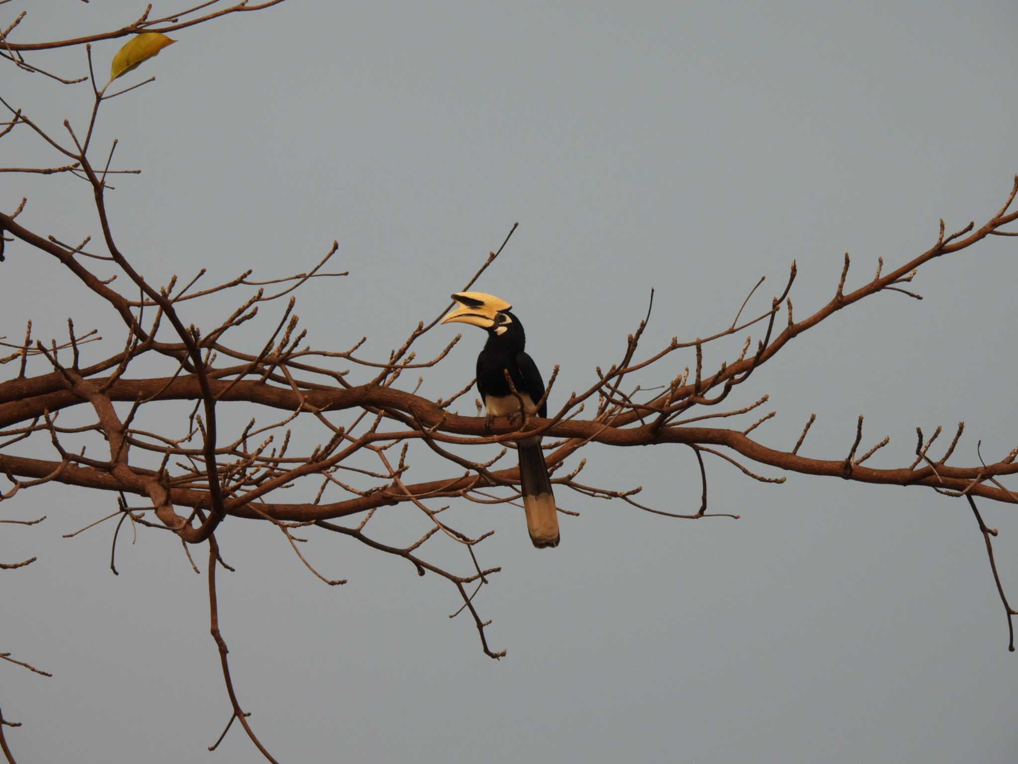 Oriental Pied Hornbill