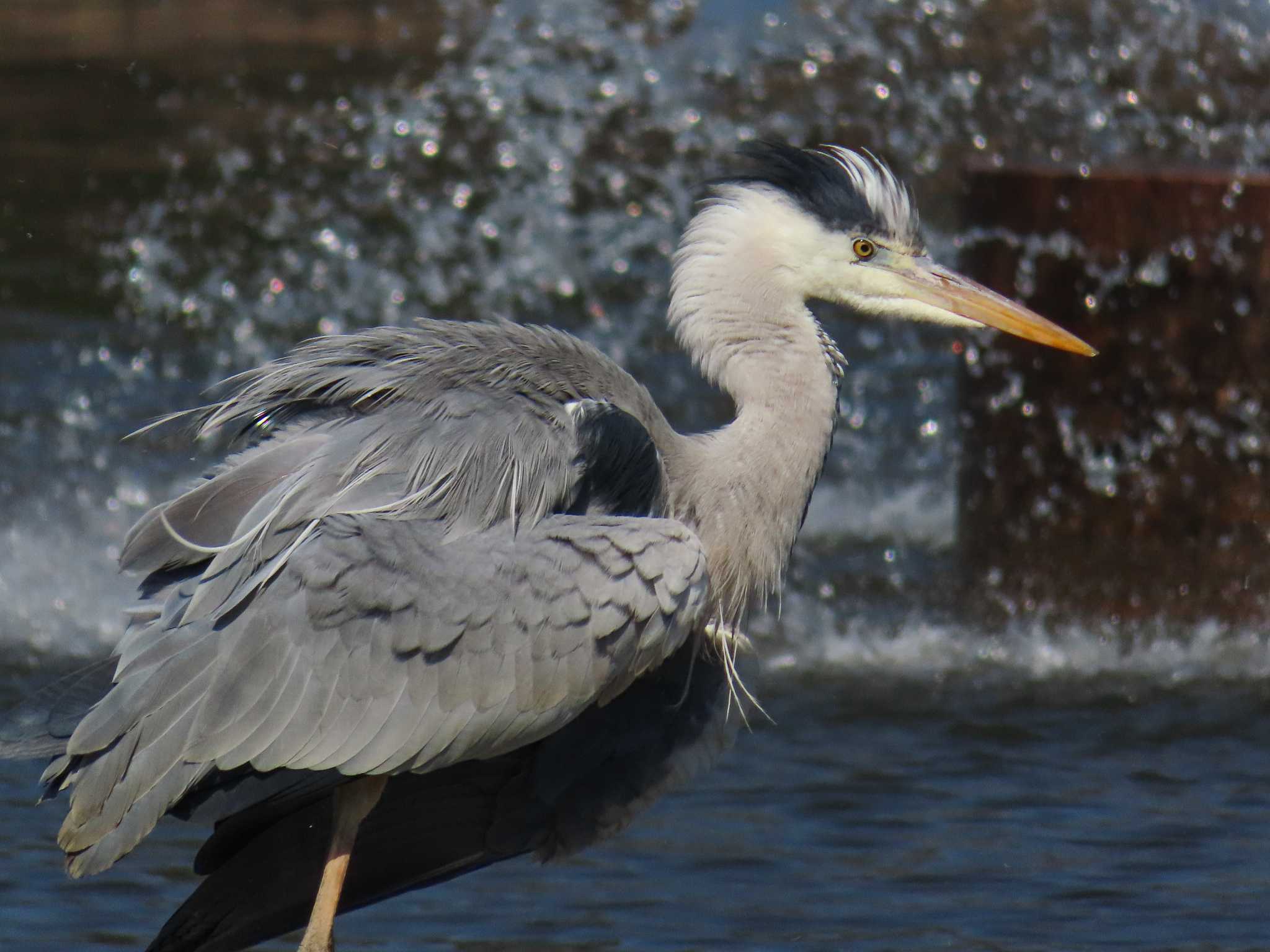 大池親水公園 アオサギの写真