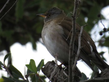 Pale Thrush 名古屋市瑞穂区瑞穂運動場 Thu, 1/12/2017