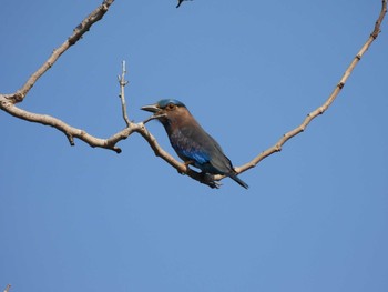 2021年2月14日(日) ケーン・クラチャン国立公園の野鳥観察記録