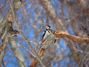 2021年2月21日(日) 野幌森林公園の野鳥観察記録