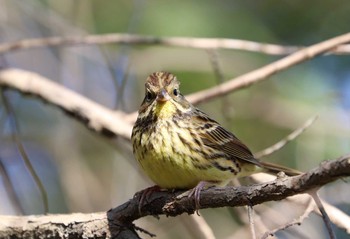 Masked Bunting 秋ヶ瀬公園(野鳥の森) Sun, 2/14/2021