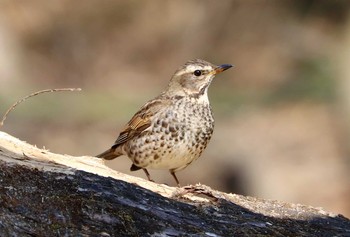 Dusky Thrush Akigase Park Sun, 2/14/2021