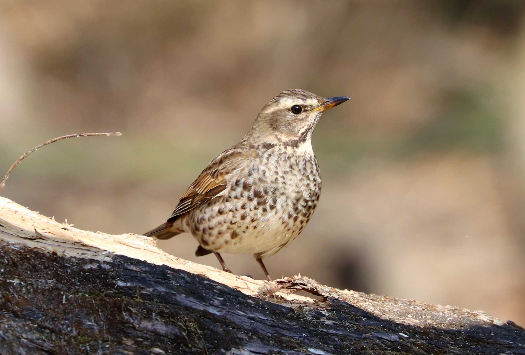 Photo of Dusky Thrush at Akigase Park by らうんでる