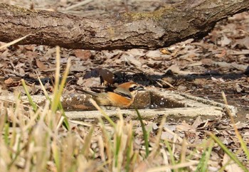 Bull-headed Shrike 秋ヶ瀬公園(野鳥の森) Sun, 2/14/2021