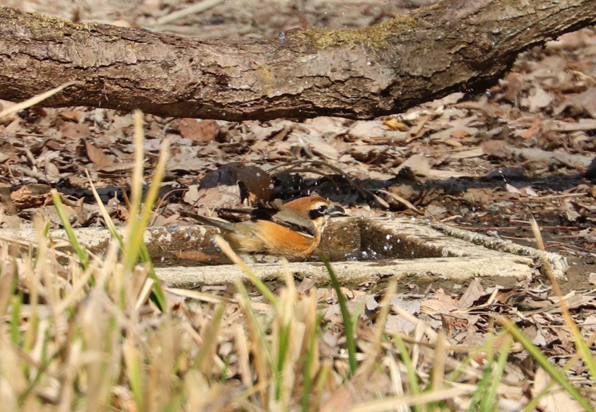 Bull-headed Shrike