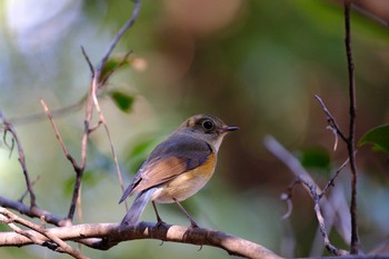 2021年2月21日(日) 東京都の野鳥観察記録