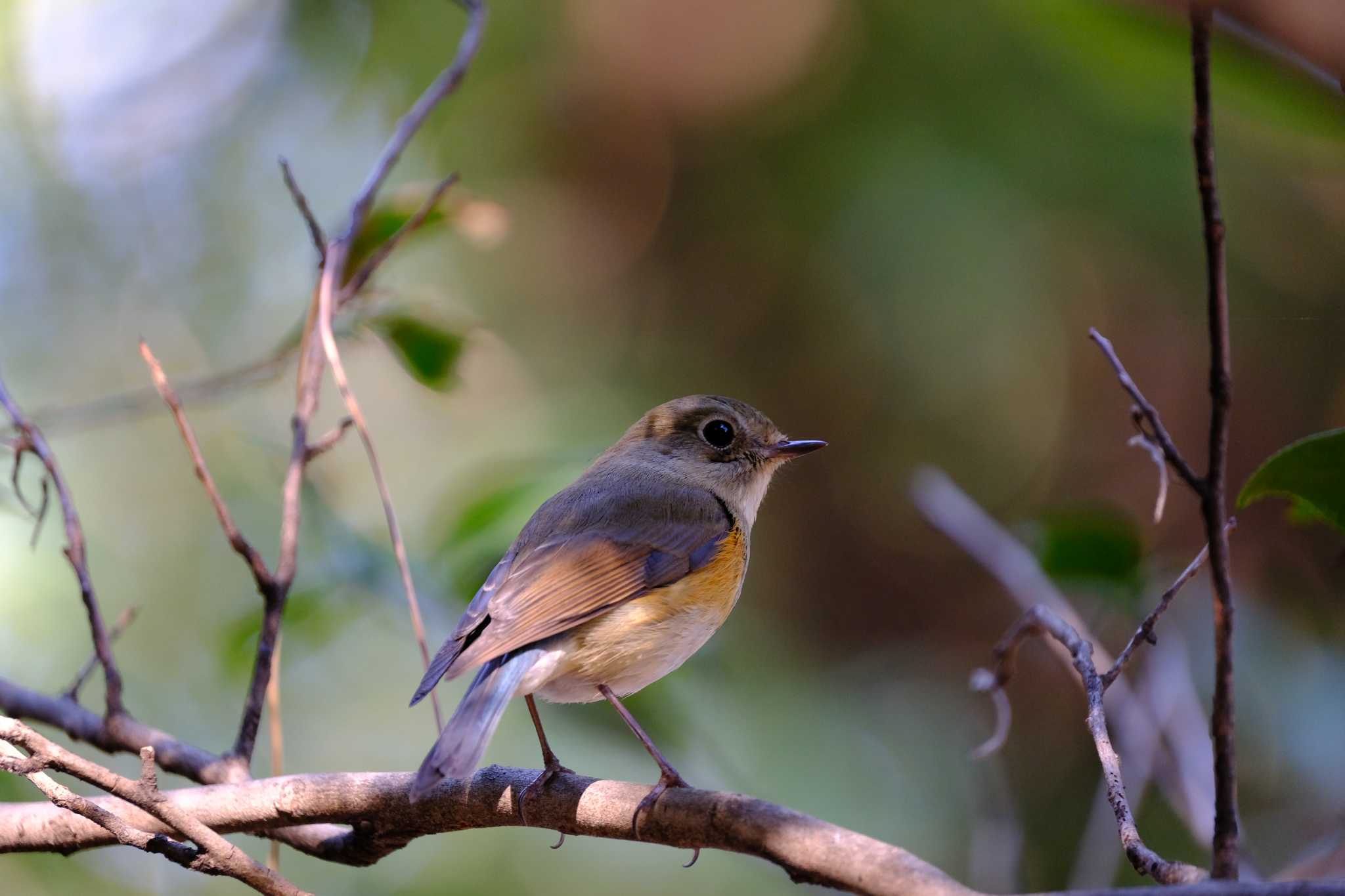 Photo of Red-flanked Bluetail at 東京都 by toru