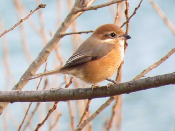 Bull-headed Shrike 三重県大台町もみじの里公園 Mon, 1/2/2017