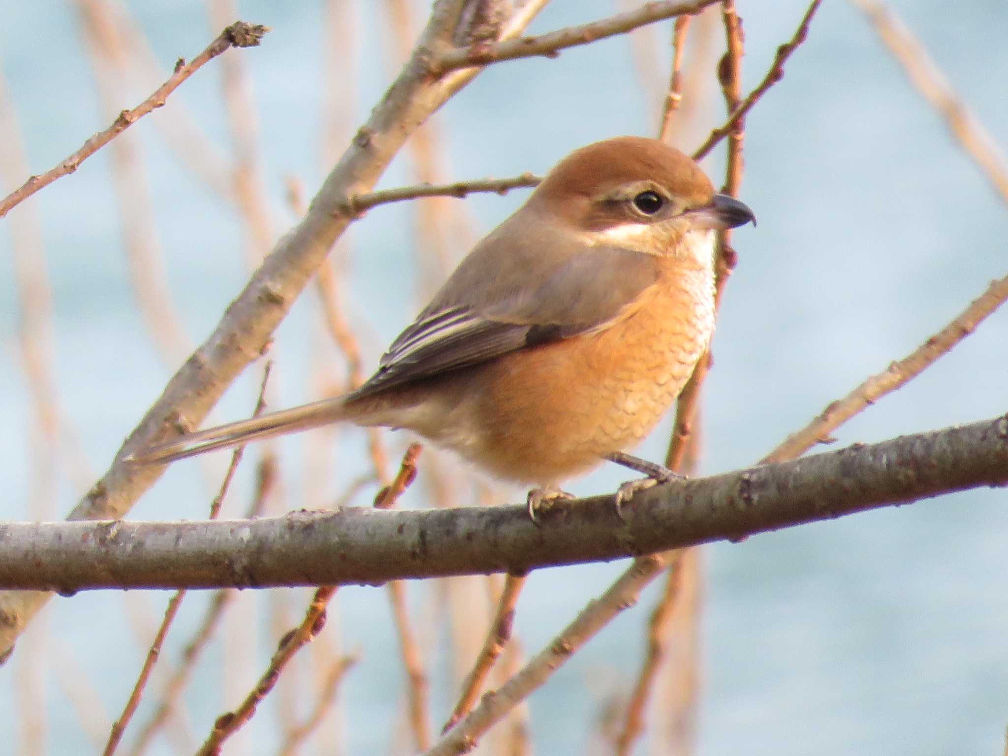 Photo of Bull-headed Shrike at 三重県大台町もみじの里公園 by Mysteriously Unnamed