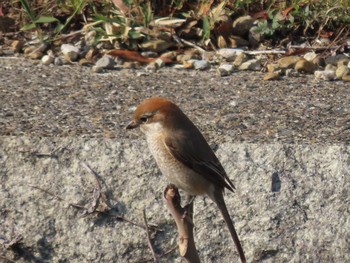 2021年2月21日(日) 山崎川中流域の野鳥観察記録