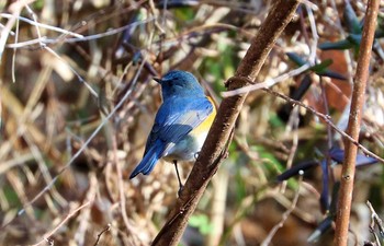 Red-flanked Bluetail 東京都立桜ヶ丘公園(聖蹟桜ヶ丘) Thu, 2/11/2021