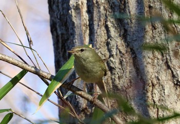 Japanese Bush Warbler 東京都立桜ヶ丘公園(聖蹟桜ヶ丘) Sun, 2/7/2021