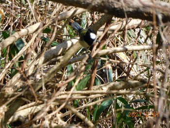 シジュウカラ 石出親水公園 2021年2月21日(日)