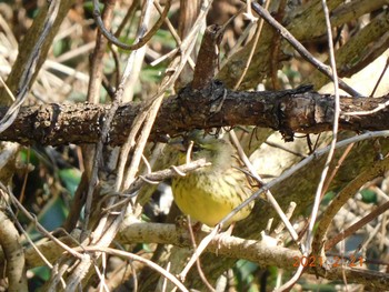 2021年2月21日(日) 石出親水公園の野鳥観察記録