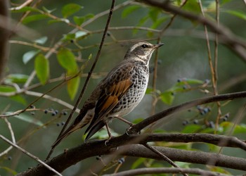 Dusky Thrush 山田池公園 Thu, 1/12/2017