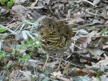 2021年2月21日(日) 東高根森林公園の野鳥観察記録